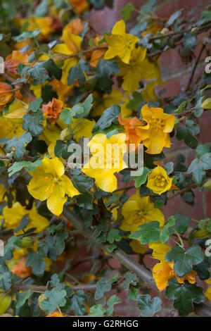 Fremontodendron 'California Glory'. Flannel bush 'California Glory' flowers Stock Photo