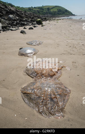 Jellyfish washed up on to beach at high tide on Ferryside Beach, coastal village in Carmarthenshire,West Wales,Wales,UK,Europe.