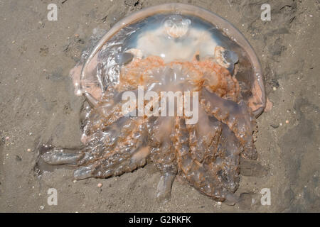 Jellyfish washed up on to beach at high tide on Ferryside Beach, coastal village in Carmarthenshire,West Wales,Wales,UK,Europe.