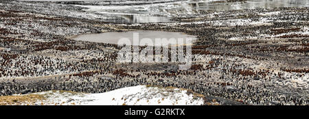 South Georgia Island King Penguin Colony Panoramic Stock Photo