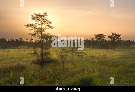 A beautiful sunrise over the Everglades wetlands in South Florida Stock Photo