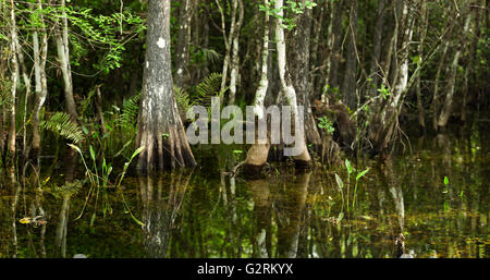 Swamp scene typical of Florida Everglades and Big Cypress Stock Photo