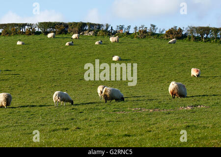 Sheep galore, lying down playing running lambs ewes road signs all on Dartmoor in Devon. Scottish Black faced mule breeds hardy Stock Photo