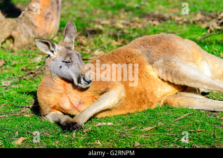 Lazy australian kangaroo sleeping on the ground Stock Photo