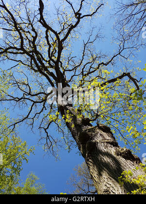 Eichenwald, Nationalpark, Kellerwald-Edersee Stock Photo