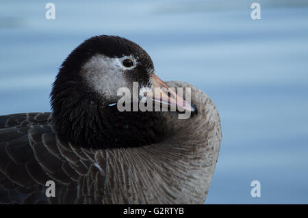 A close-up portrait of a Canada x Greylag Goose hybrid at a pond. Stock Photo