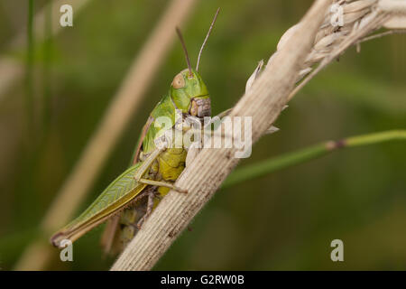 A Common Green Grasshopper (Omocestus viridulus) on dry grass. Stock Photo