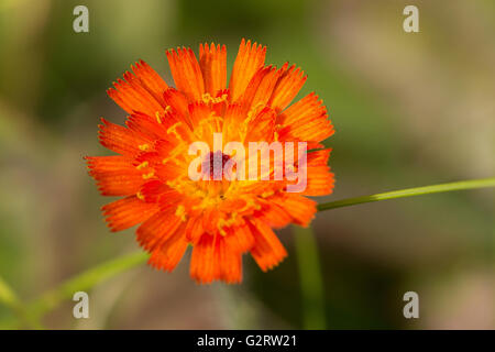 A close-up of an Orange Hawkweed (Pilosella aurantiaca) flower. Stock Photo