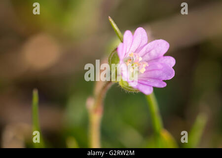 A close-up of a Dove's-foot Crane's-bill (Geranium molle) flower. Stock Photo