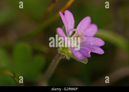 A close-up of a Dove's-foot Crane's-bill (Geranium molle) flower. Stock Photo