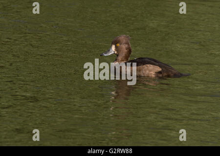 A female Tufted duck (Aythya fuligula) on a pond. Stock Photo