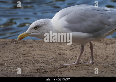 A Herring Gull (Larus argentatus) walking beside a pond. Stock Photo