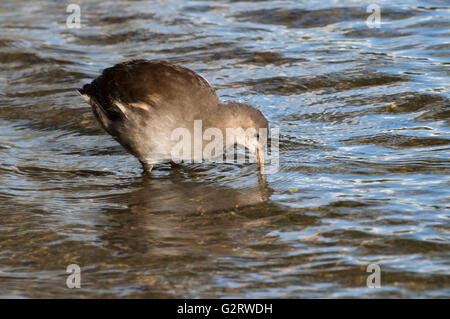 A juvenile Common Moorhen (Gallinula chloropus) searching the water. Stock Photo