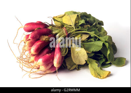 isolated on white background in studio radish Stock Photo