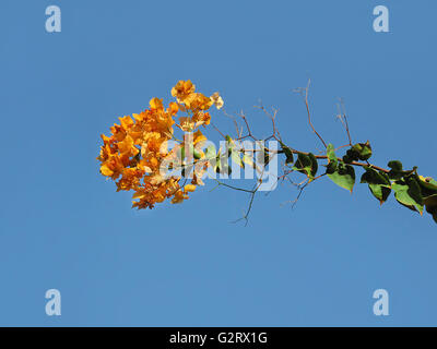 Branch of beautiful bougainvillea flowers on blue sky background Stock Photo