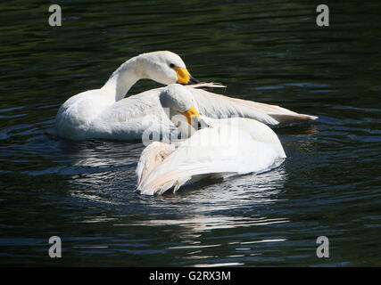 Male and female Eurasian Bewick's Swans (Cygnus bewickii, Cygnus columbianus bewickii) bathing and preening feathers Stock Photo