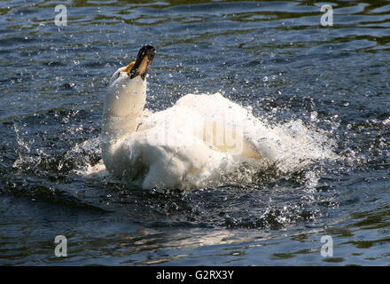 Wild bathing action of a male Eurasian Bewick's Swan (Cygnus bewickii, Cygnus columbianus bewickii) Stock Photo