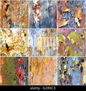 Collage of rainbow colors of Australian gumtree (Eucalyptus, Angophora) bark shedding winter bark to reveal new spring bark Stock Photo