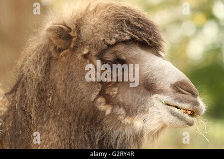 close up of a Bactrian Camel head Stock Photo