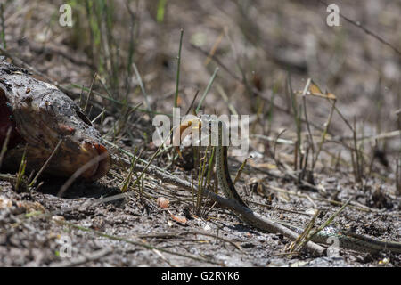 Garter Snake Eating A Fish Stock Photo - Alamy