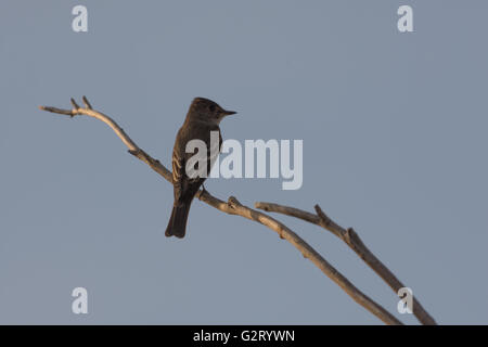 Western Wood-pewee, (Contopus sordidulus), Bosque del Apache National Wildlife Refuge, New Mexico, USA. Stock Photo