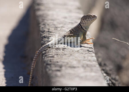 Eastern Collared lizard, (Crotaphytus collaris), Valley of Fires Recreation Area, New Mexico, USA. Stock Photo