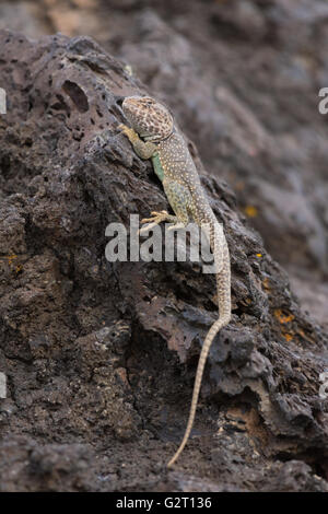 Eastern Collared lizard, (Crotaphytus collaris), Valley of Fires Recreation Area, New Mexico, USA. Stock Photo