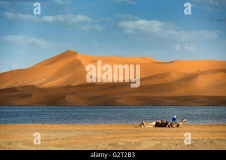 Dromedaries rest at the rain-filled lake near the Erg Chebbi sand dunes in Merzouga, Morocco. Stock Photo