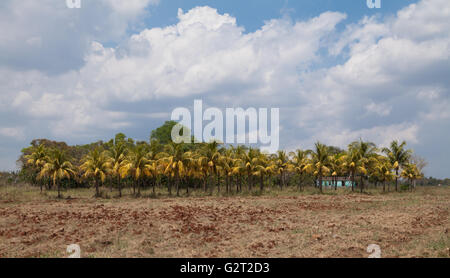 Coconut plantation in Cuba Stock Photo