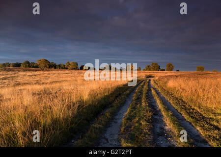 Country tracks sweeping though the wild heathland grass bathing in glorious early morning light in autumn on Cannock Chase Stock Photo