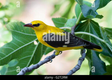 Eurasian golden oriole male on a fig tree. Stock Photo