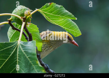 Eurasian golden oriole (Oriolus oriolus) female eating fig fruit on a tree Stock Photo