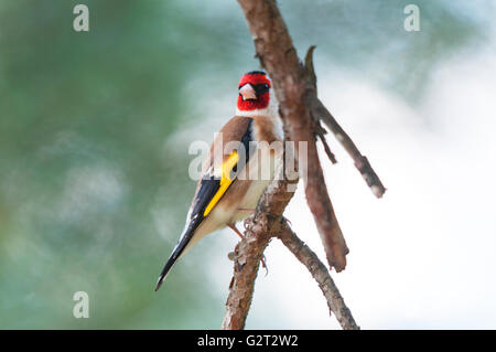 European goldfinch on a pine branch Stock Photo