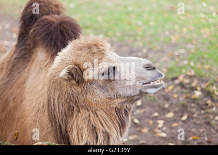 Camel in zoo Stock Photo