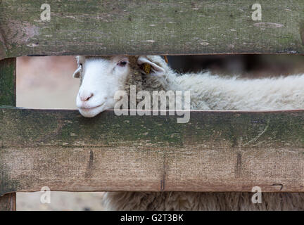 Domestic sheep, head stuck through fence Stock Photo - Alamy