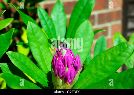 BEETLE ON RHODODENDRON, AZALEA. Stock Photo