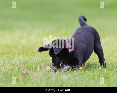 A Black lab puppy with a training bumper Stock Photo