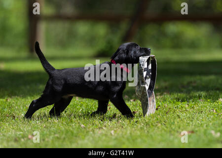 A Black lab puppy with a training bumper Stock Photo