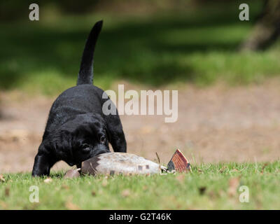 A Black lab puppy with a training bumper Stock Photo