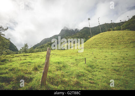 Hills and tall Palm trees in the Cocora Valley near Salento, Colombia Stock Photo