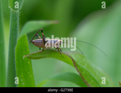 Cricket species with long antennae, England, UK Stock Photo