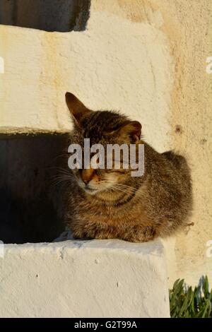 A cat sleeping in the sun on the Greek island of Skopelos Stock Photo