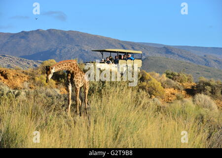 People on Safari watching a Giraffe Stock Photo