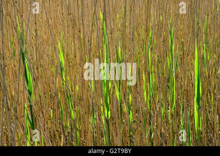 Abstract pattern of Common Reed grass Phragmites australis back lit Stock Photo