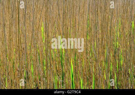 Abstract pattern of Common Reed grass Phragmites australis back lit Stock Photo