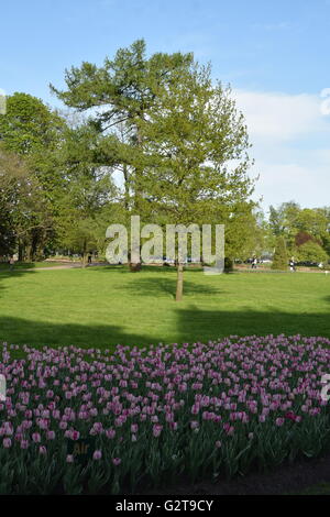 The 2016 Tulip and Theatric Festival at the Yelagin Island Central Park in Saint Petersburg Stock Photo
