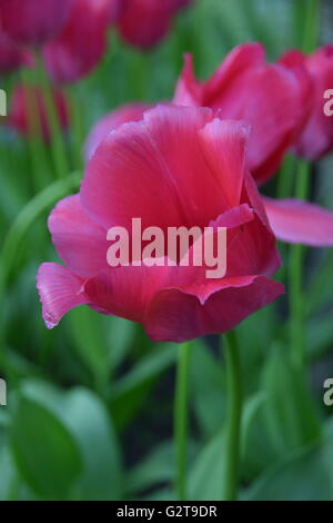 The 2016 Tulip and Theatric Festival at the Yelagin Island Central Park in Saint Petersburg Stock Photo