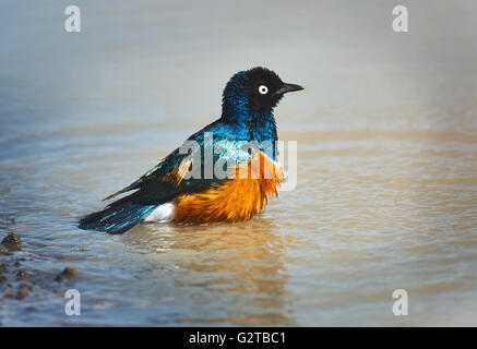 Beautiful and colorful superb Starling takes a bath in a small puddle of water Stock Photo