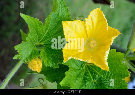 Yellow pistillate flowers of a Benincasa hispida or winter melon blossoming on vine Stock Photo