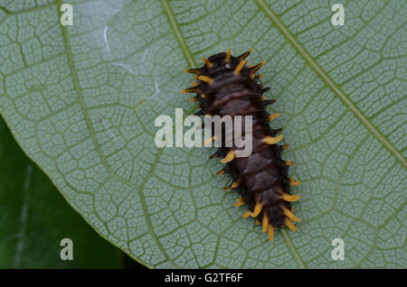 Common Rose Butterfly Caterpillar ( Pachliopta Aristolochiae ) crawling on a green leaf Stock Photo